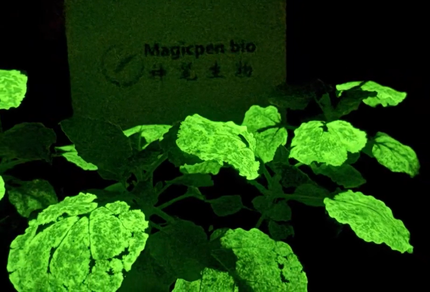 神笔生物-国内首棵基因编辑高亮度夜晚自发光植物震撼问世