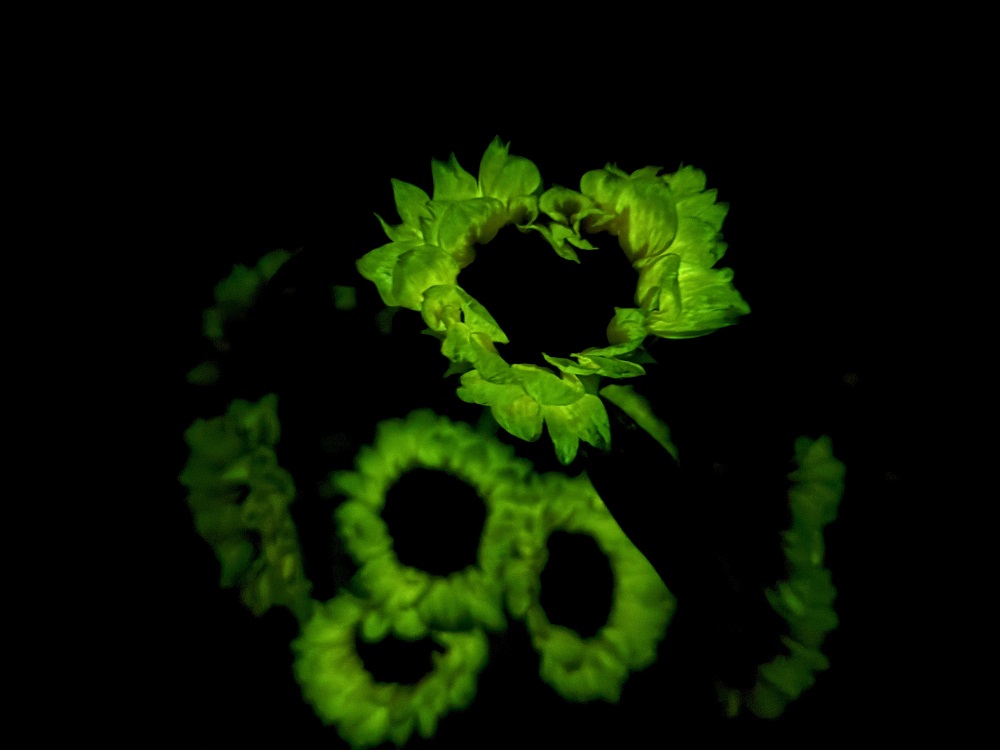 暗光照片 (87).jpg