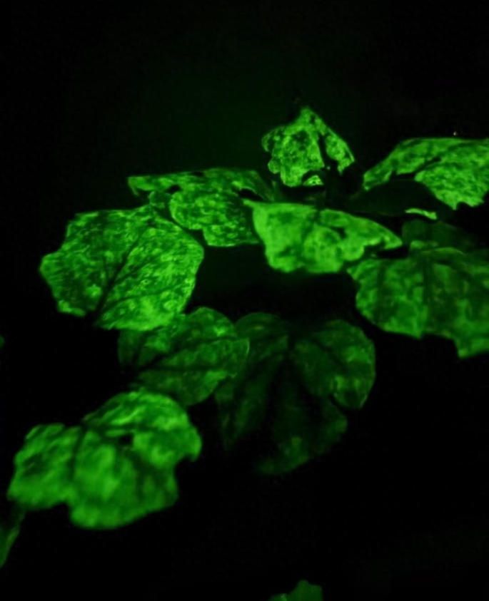 神笔生物再获梅花创投独家追投！