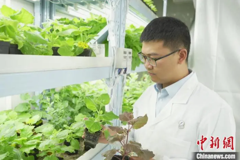 植物也能当“小夜灯”？合肥这家团队让绿植绽放夜光！