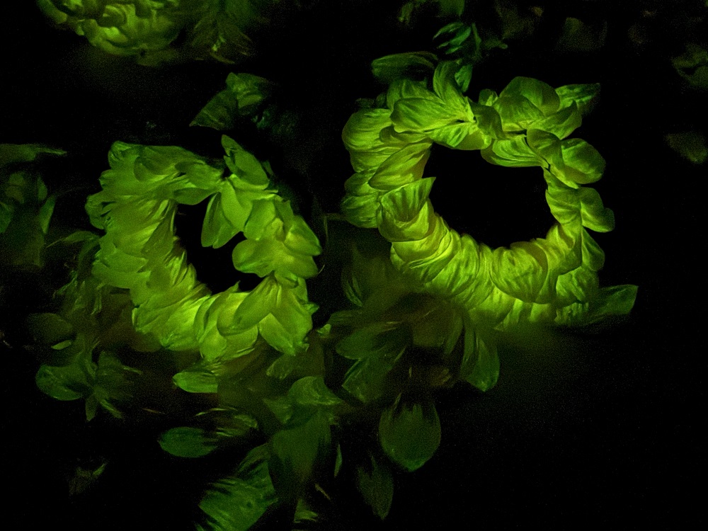 神奇植物能“发光”！你想来一盆吗？