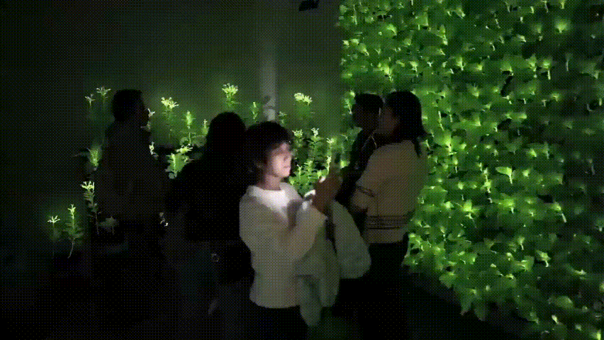 发光植物正在改写夜花园行业格局