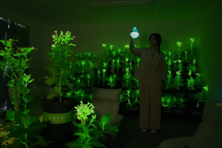 全球首座发光植物夜游园 等您共创！